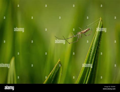 Spider Web At Leaf Hi Res Stock Photography And Images Alamy