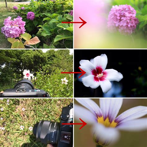 【初級編】お花の魅力を引き出そう！カメラ初心者必見、お花の撮り方！『この写真、実はここで撮りました。vol 4』想像力で写真は変わる！ カメラ女子必見！！お花の撮り方！