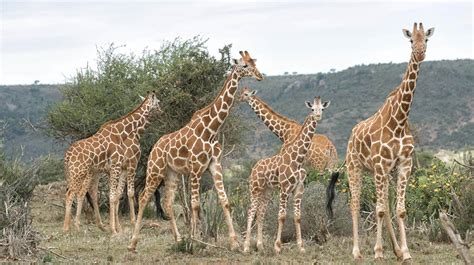 Genes And Giraffes What Do Those Spots Tell Us Genetic