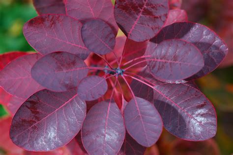 The Best Shrubs For Fall Color