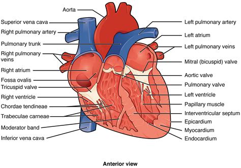 314 3142015 ch 07 hw correct concept map. Heart Anatomy | OER Commons