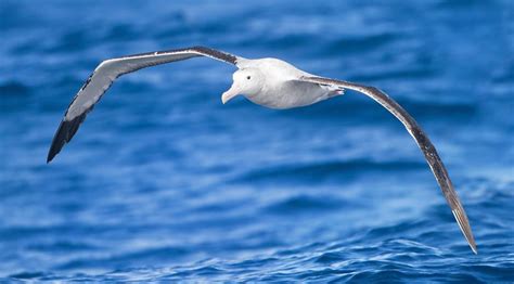 We Are The Albatrosses Around Their Necks Human Impacts Threaten