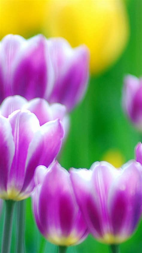 Free Download Purple Tulips Flowers Wallpaperswallpapers Screensavers