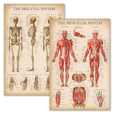 をいただい パック 筋肉 スケルトン 脊髄神経解剖学ポスターセット 筋肉と骨格系の解剖学的チャート ラミネート加工