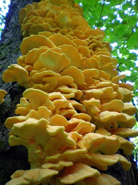 Free Images Tree Nature Forest Yellow Coral Close Up Fungus