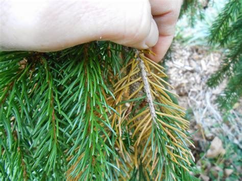 Sproutsandstuff Interior Browning And Fall Needle Drop On Conifers