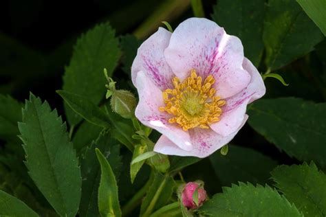 Wild Roses Are Nutritional Medicinal And Aesthetic Colorado Arts And