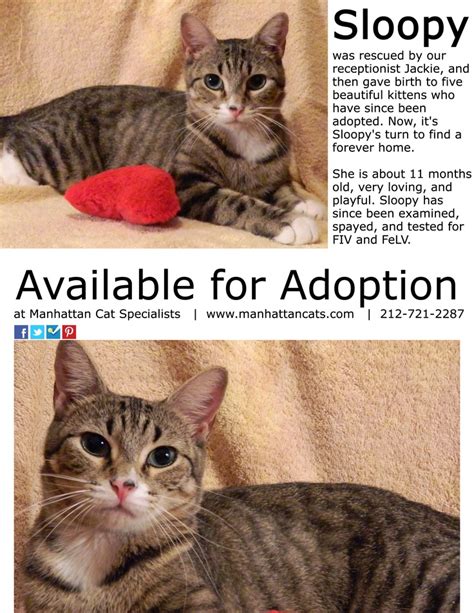 Contact us to make an appointment if you would like to meet a specific kitty. 37 best images about Kittens Up for Adoption in NYC on ...