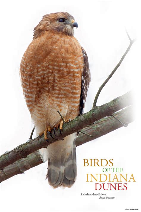 Birds Of The Indiana Dunesred Shouldered Hawk Poster Etsy