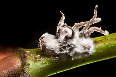 Entomopathogenic Fungus Covering Its Deceased Spider Host Alex Hyde