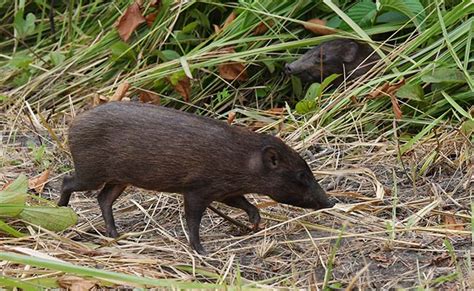 Worlds Smallest Pig Released Into Wild By Conservationists In Assam