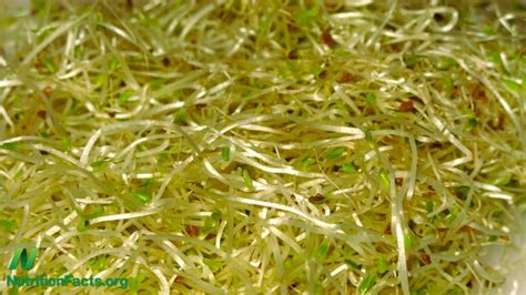 Sprouting alfalfa seeds is the process of germinating seeds for consumption usually involving just water and a jar. Update on Alfalfa Sprouts | NutritionFacts.org