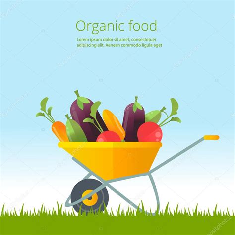 Organic Vegetables Concept Wheelbarrow With Fresh Vegetables Organic