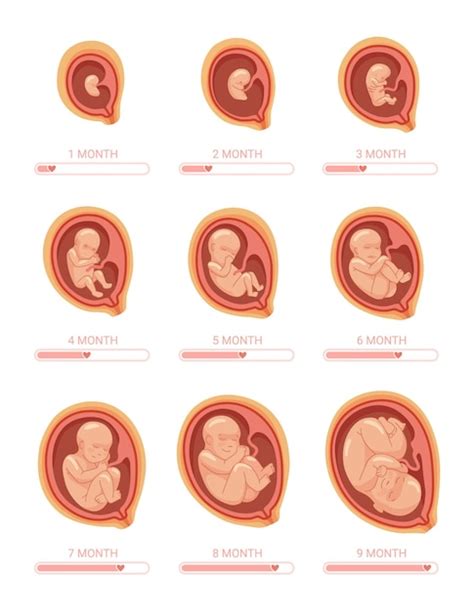 Etapas Fetales Etapa Crecimiento Embrión Proceso Feto Desarrollo 1 9