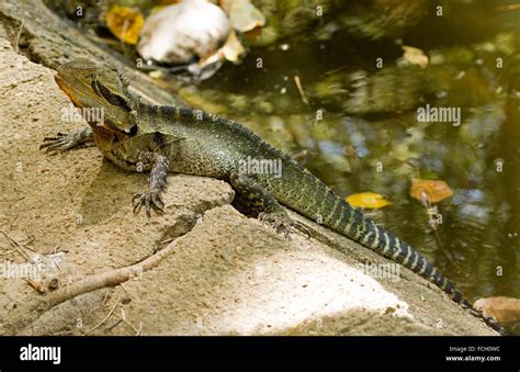 Australian Eastern Water Dragon Lizard Physignathus Lesueurii With