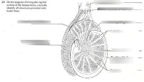 Male Reproductive System Part Diagram Quizlet