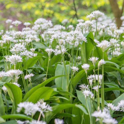 Wild Garlic Bulbs Allium Ursinum Woodland Bulbs