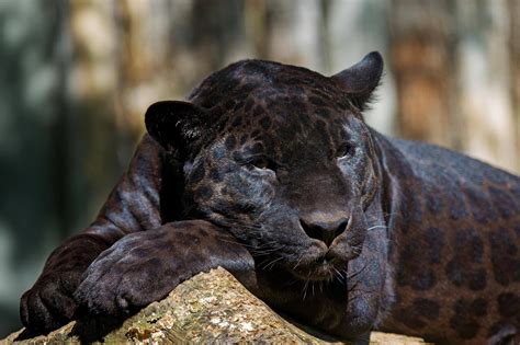 the term “black panther ” is actually just used to describe a very darkly colored leopard or