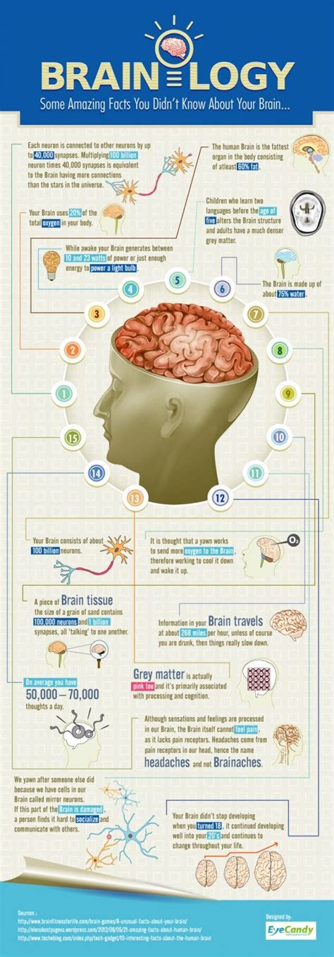 Some Amazing Facts You Didnt Know About Your Brain Infographic