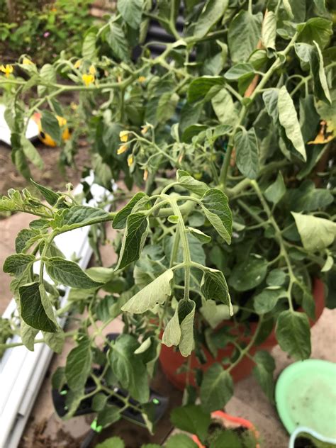 Why Are My Tomato Plant Leaves Curling ~ Gardening And Landscaping ~