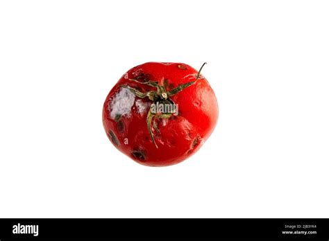 Rotten Red Tomato With Mold On A White Background Tomatina Concept