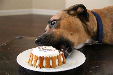Dogs Eating Cake Cute Photos Of Dogs