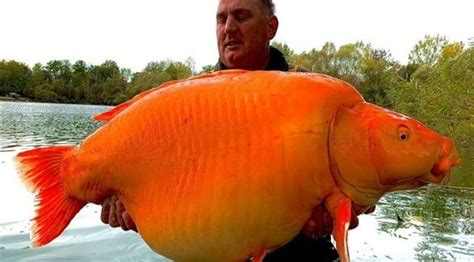 وزنها أكثر من 30 كيلوغراماً اصطياد سمكة ذهبية عملاقة موقع 24