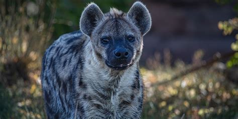 Hyena A Complete Guide To The Hyena Of Africa ️