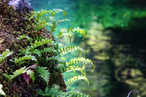 Can Ferns Grow In Water Only Do They Grow In Water