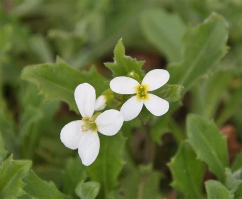 Identification What Is This White Flowered Ground Cover Plant