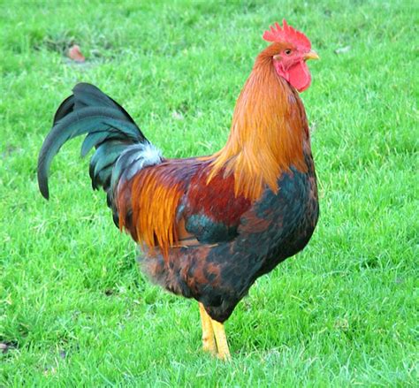 How To Attract Roosters Complete Guide For Attracting Roosters