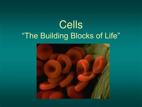 Ppt Cells “the Building Blocks Of Life” Powerpoint Presentation Free