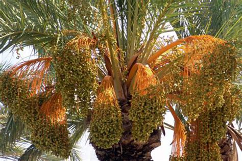 Queen Palm Tree Fruit