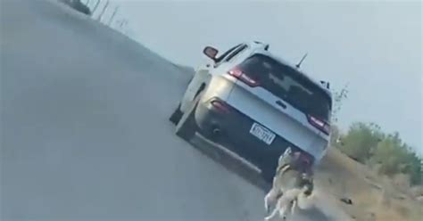 video hombre abandonó a perrito de raza husky en medio de la carretera lakalle