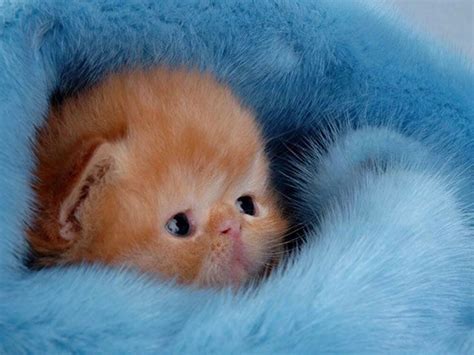 Newborn Kitten Care Guide Questions And Answers Uk Pets
