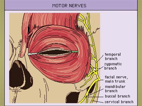 Anatomy Of Eyelids And Its Clinical Correlations