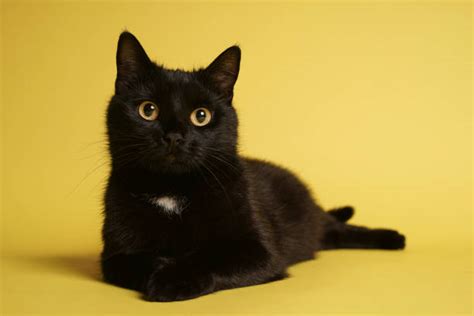 238700 Black Cat Stock Photos Pictures And Royalty Free Images Istock
