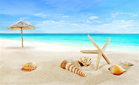 Hd Wallpaper Seashell Lot Sand Beach Seashells Vacations Starfish