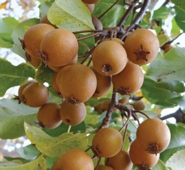 Black cherry trees are the largest of the wild cherry trees. Products - OIKOS Tree Crops