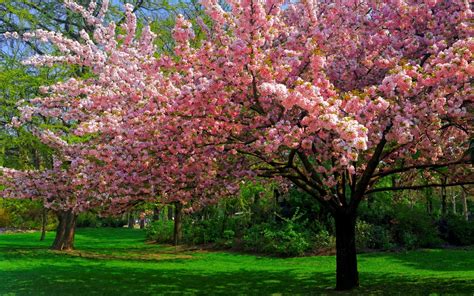 583787 Landscape Nature Cherry Blossom Trees Lawns Park Flowers Spring