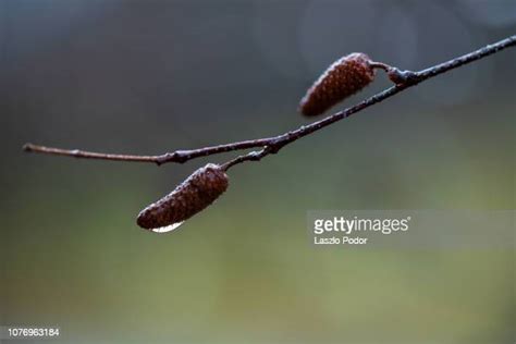 Birch Seed Closeup Photos And Premium High Res Pictures Getty Images
