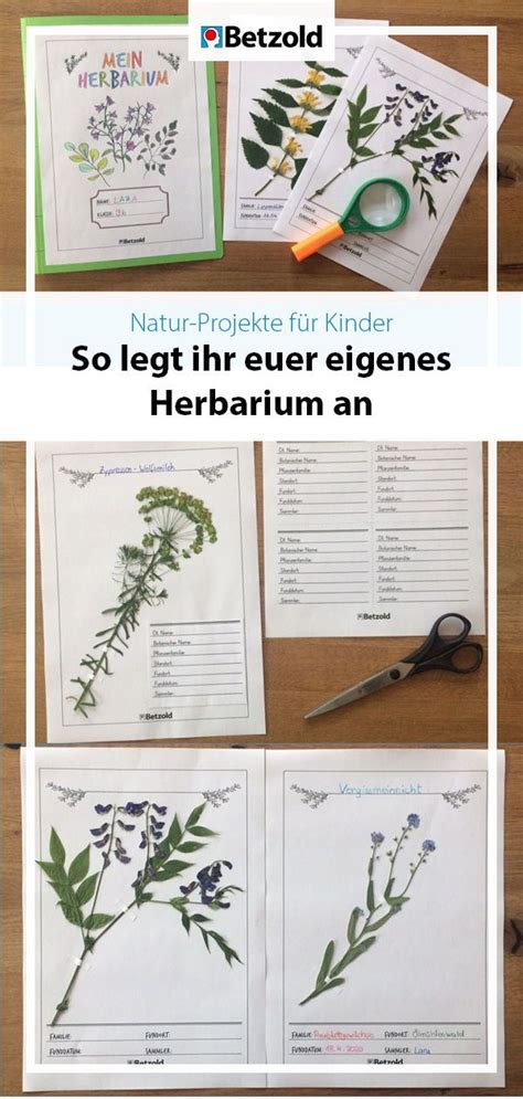 54 verschiedene bewerbungsvorlagen zum kostenlosen download tipps und hinweise zum verwenden von einem bewerbungsmuster aktuelle muster und vorlagen für ihre bewerbung. Herbarium anlegen: Tipps & Vorlagen | Betzold Blog in 2020 ...