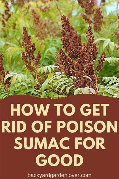 How To Get Rid Of Poison Sumac For Good In 2020 Poison Sumac Plant