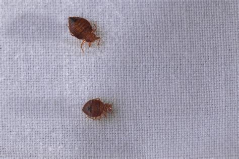 6 Ways To Get Rid Of Bed Bugs Fast Bed Bugs In Mattress Terminix