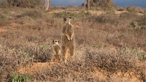 Meerkats At Oudtshoorn South Africa 08 February 2020 Youtube