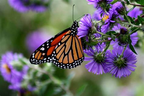 Butterflies Wild Animals News And Facts