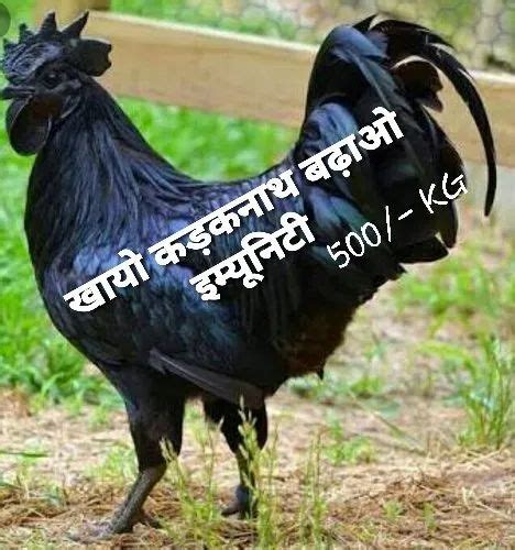 Black Kadaknath Chicken Very Low 1 Kg At Rs 500kilogram In Bilaspur Id 22248294791