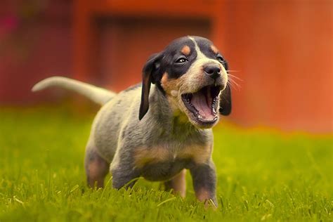 How Much Does A Blue Tick Hound Dog Cost