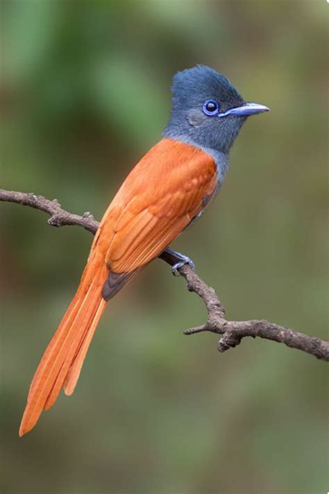 Birds In Thailand Asian Paradise Flycatcher