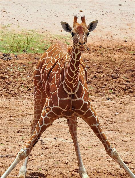 Flickriver Photoset Giraffe Mania By One More Shot Rog